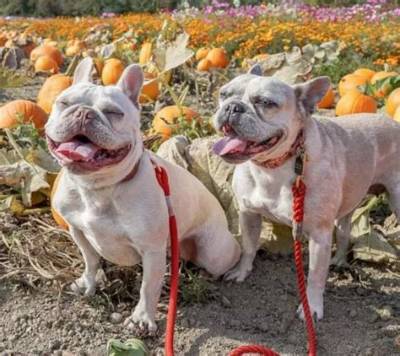 Interview with @2Blondefrenchies: Penelope the Princess and Her Adopted Sister Champagne