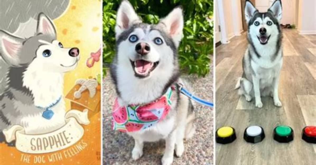 Interview with Sapphie the Pomsky: the Sass-Talking Zoomie Queen (And Children’s Book Author!)