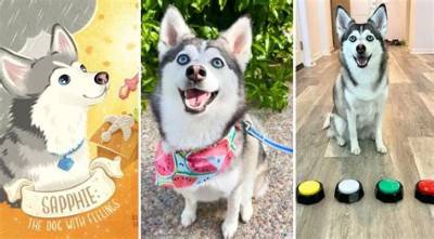 Interview with Sapphie the Pomsky: the Sass-Talking Zoomie Queen (And Children’s Book Author!)