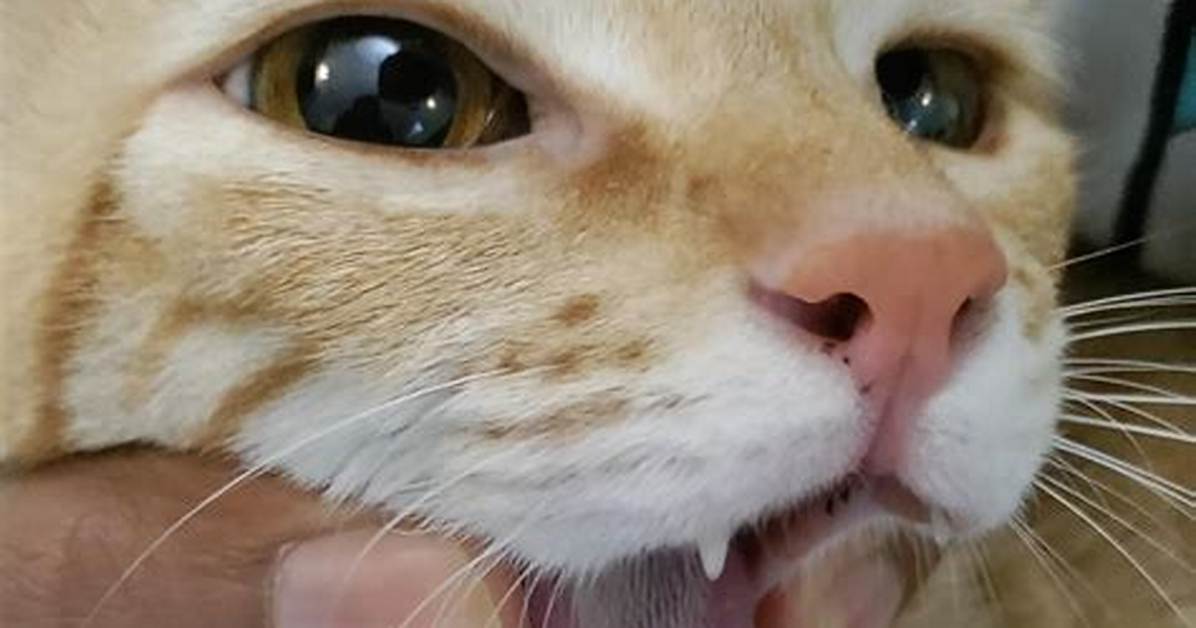Is a Cat’s Mouth Cleaner Than a Dogs?
