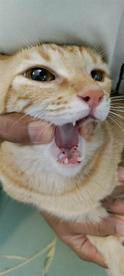 Is a Cat’s Mouth Cleaner Than a Dogs?