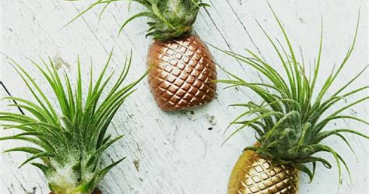 Is a Pineapple an Air Plant?