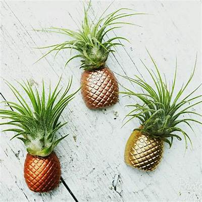 Is a Pineapple an Air Plant?