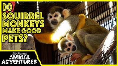 Is a Squirrel Monkey a Good Pet?