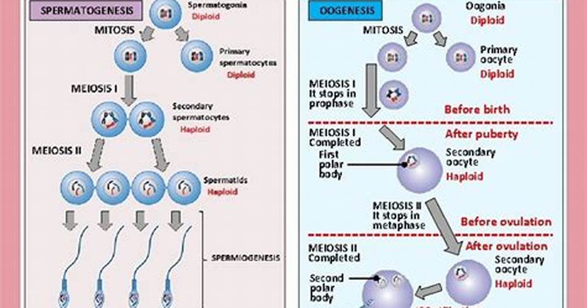 Is an Oocyte Diploid?