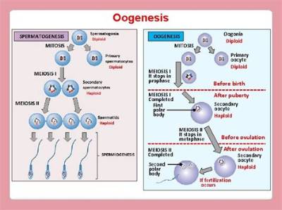 Is an Oocyte Diploid?