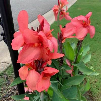 Is Canna Lily Poisonous to Dogs?