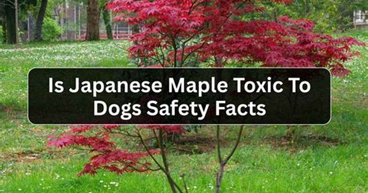 Is Flowering Maple Toxic to Dogs?