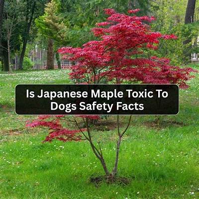 Is Flowering Maple Toxic to Dogs?