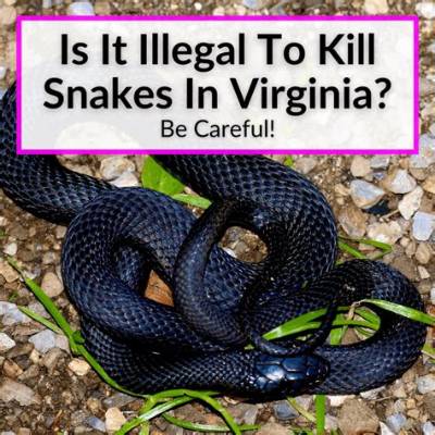 Is It Illegal to Kill Snakes in Kentucky?