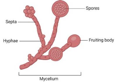 Is It Possible to Get Spores from Dried Mushrooms?