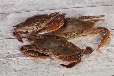 Is It Safe to Eat Raw Crab Meat?