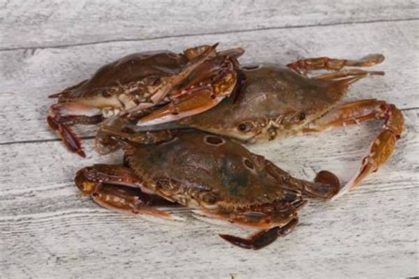 Is It Safe to Eat Raw Crab Meat?