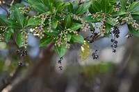 Is Japanese Blueberry Poisonous?