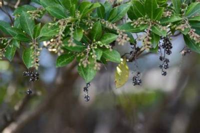 Is Japanese Blueberry Poisonous?