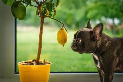 Is Lemon Tree Toxic to Dogs?