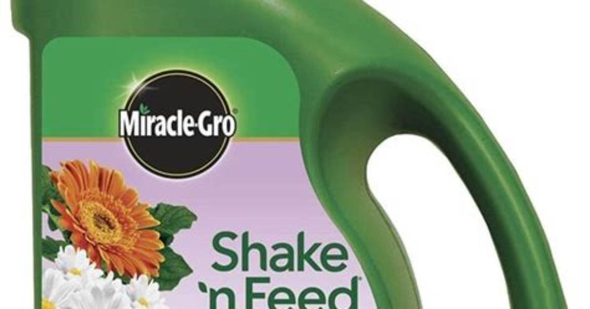 Is Miracle Grow Fertilizer Good for Roses?