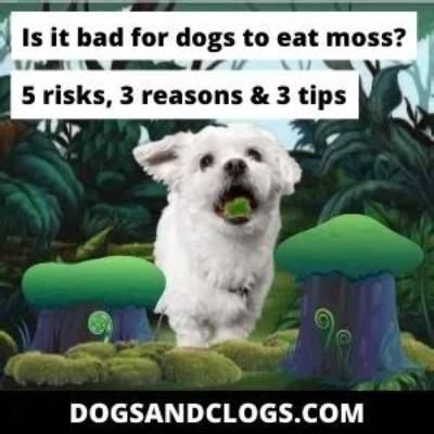 Is Moss Killer Bad for Dogs?
