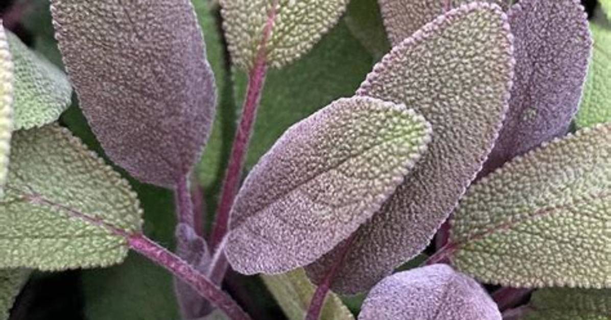 Is Purple Sage Edible?