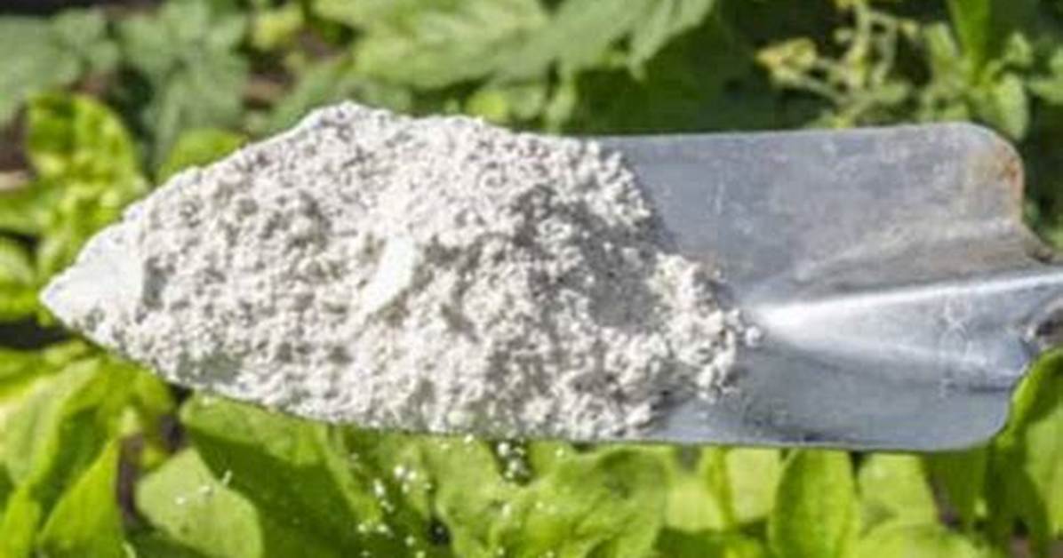 Is Silica Good for Plants?