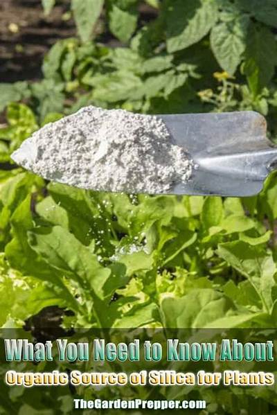Is Silica Good for Plants?