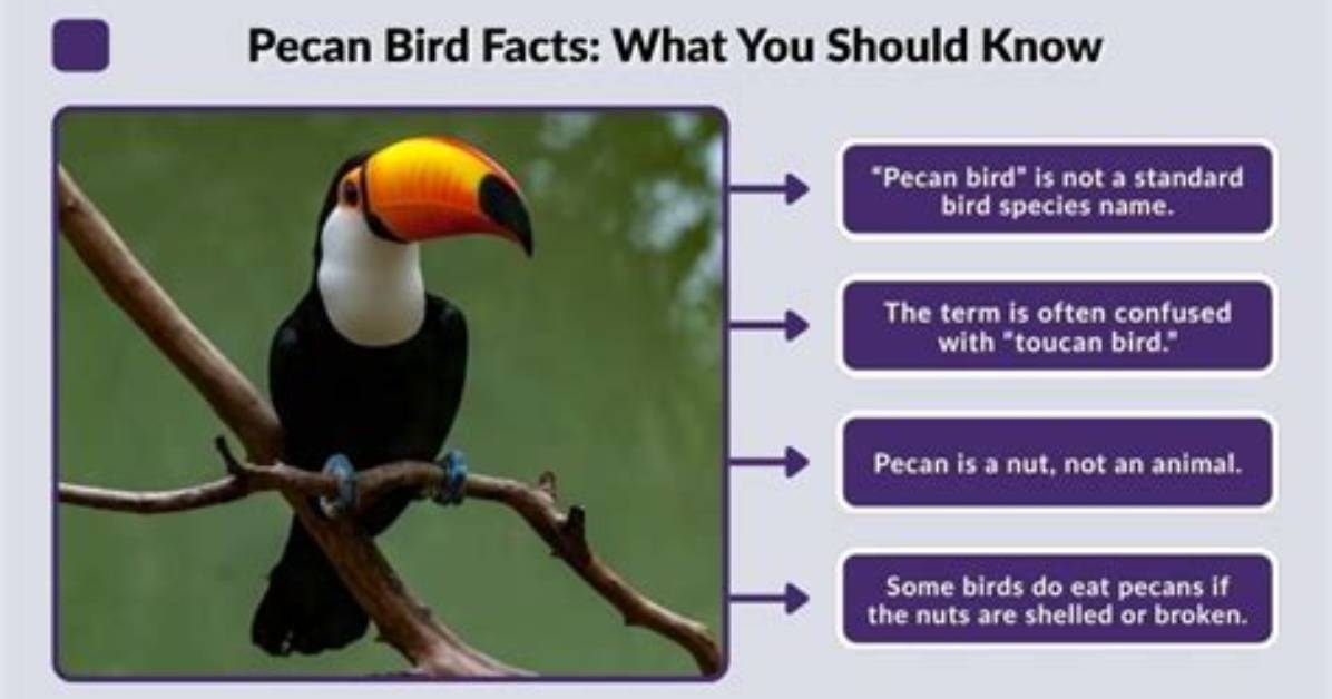 Is There a Bird Called Pecan?