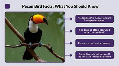 Is There a Bird Called Pecan?