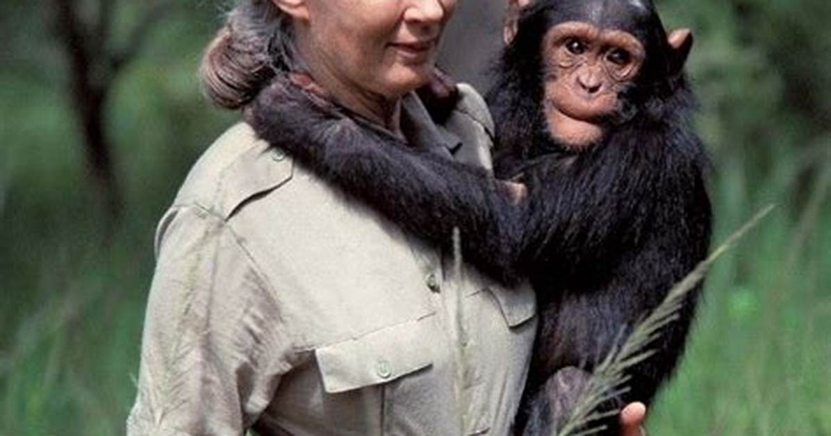 Jane Goodall Bio (Wiki)