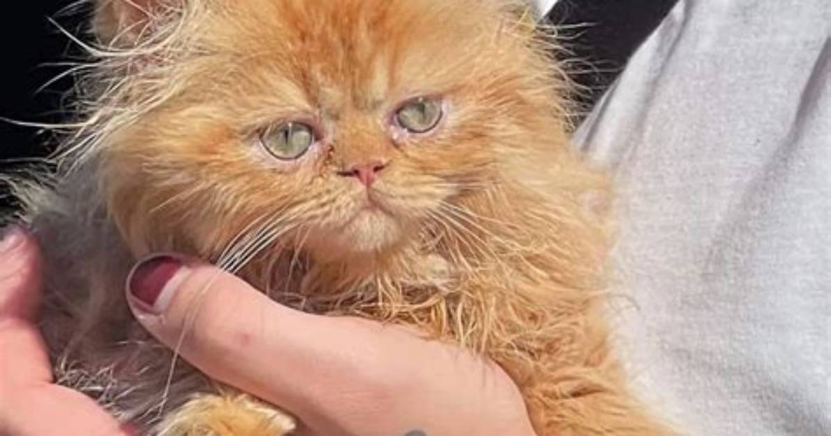 Juicyfruitsnacks (Gaege Gibson) Pets - Celebrity Pets