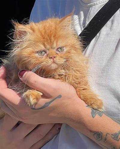 Juicyfruitsnacks (Gaege Gibson) Pets - Celebrity Pets