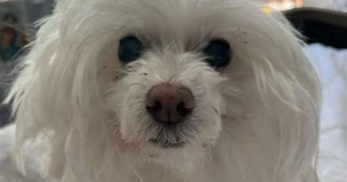 Justin Roiland Pets - Celebrity Pets