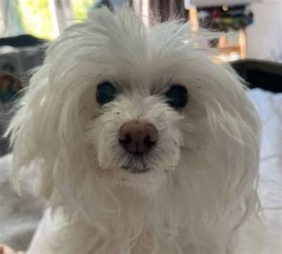 Justin Roiland Pets - Celebrity Pets