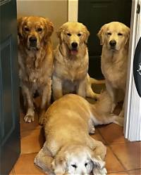 Kirk Herbstreit Pets - Celebrity Pets
