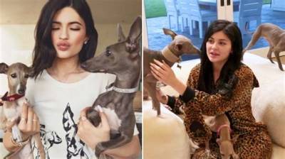 Kylie Jenner Admits Her “Best Hire” Was a Dog Nanny for Her 7 Italian Greyhounds