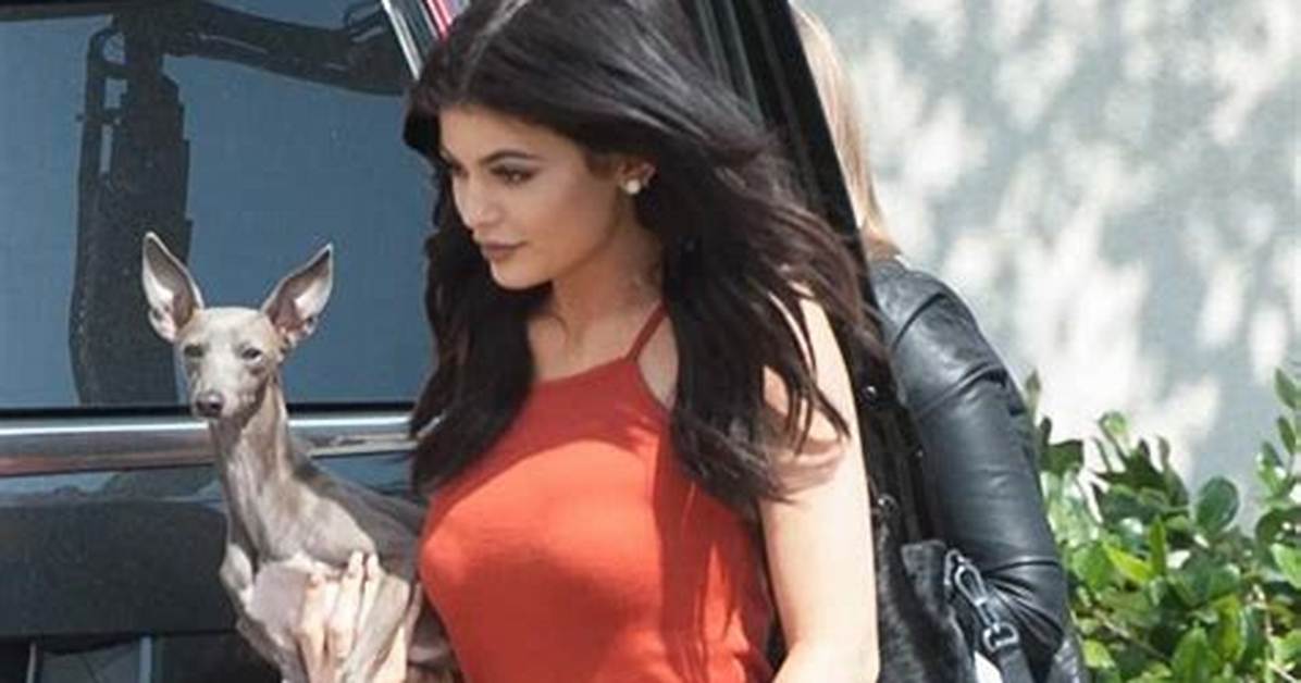 Kylie Jenner Gets Her 12Th Dog: a New Dachshund Puppy Named Moo Pants