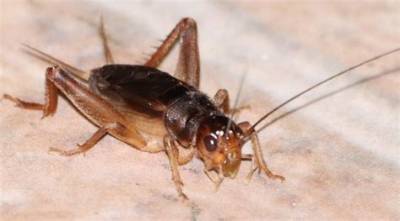 Kyootbot - Age, Family, Bio
