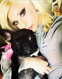 Lady Gaga Pets - Celebrity Pets