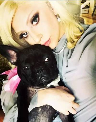 Lady Gaga Pets - Celebrity Pets