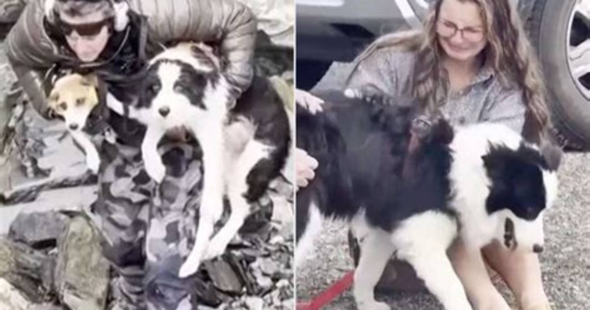 Lost Border Collie Reunites with Family After Turning Herself in at a U. K. Police Station