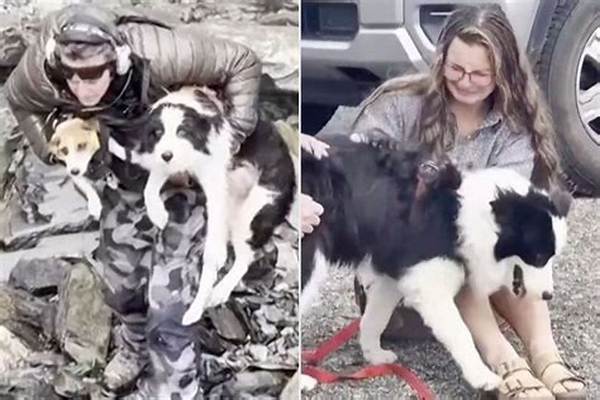 Lost Border Collie Reunites with Family After Turning Herself in at a U. K. Police Station