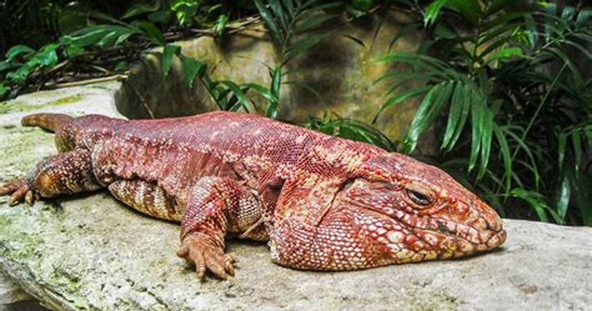 Macgyver the Lizard a Red Tegu Lizard That Thinks He’s a Dog