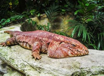 Macgyver the Lizard a Red Tegu Lizard That Thinks He’s a Dog