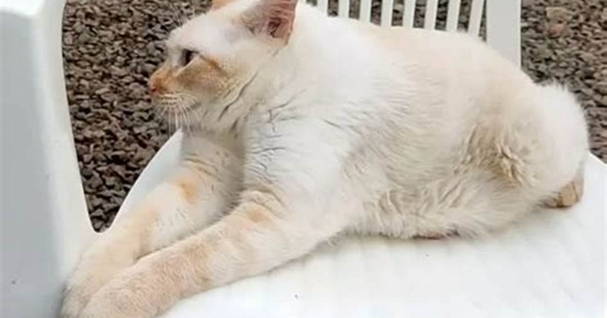 Meet Gatoelho the Cat Bunny