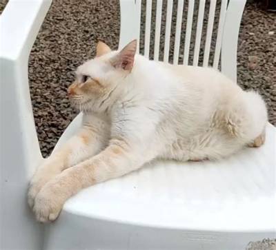 Meet Gatoelho the Cat Bunny