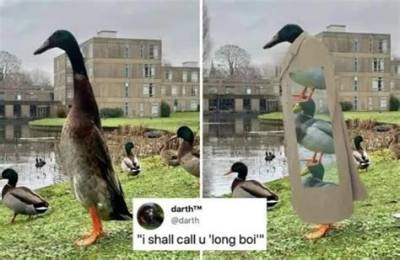 Meet Long Boi – a Really Really Long Duck