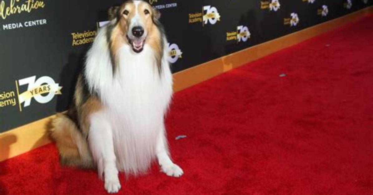 Meet the Most Famous Dogs in America