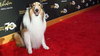 Meet the Most Famous Dogs in America