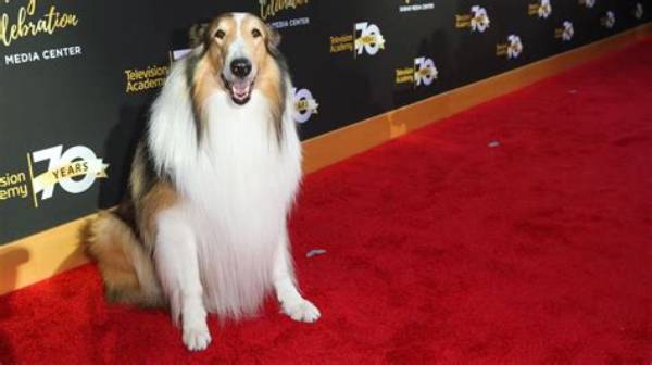 Meet the Most Famous Dogs in America