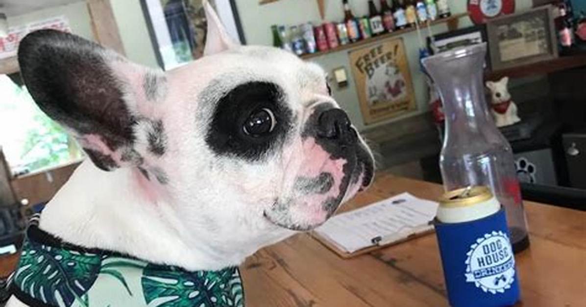Meet Walter Geoffrey: the Sassy Af Opera Singing Frenchie