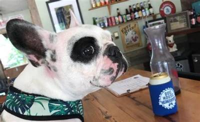 Meet Walter Geoffrey: the Sassy Af Opera Singing Frenchie